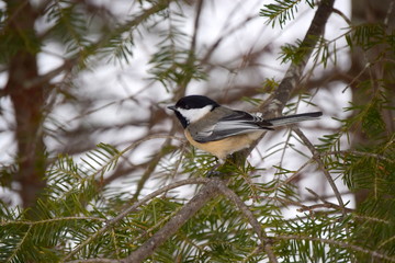 Chickadee in Peru, Maine © Lora Greene Photos