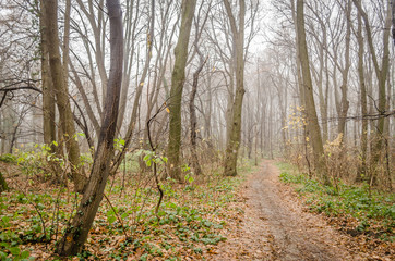 Path in winter forest on Mount "Fruška Gora" near the town of Novi Sad