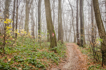 Path in winter forest on Mount 