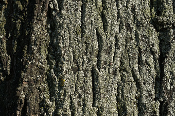 Bark of a old tree