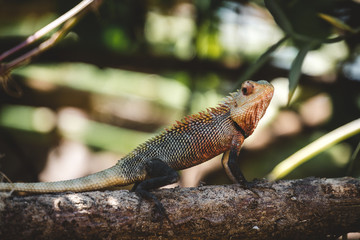 Drache (Blutsaugeragame)