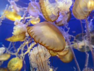 Gold Jellyfish 2