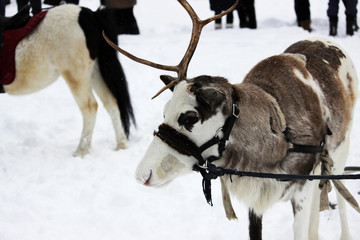 Reindeer Rangifer tarandus is in harness on holiday.