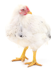 white hen isolated.