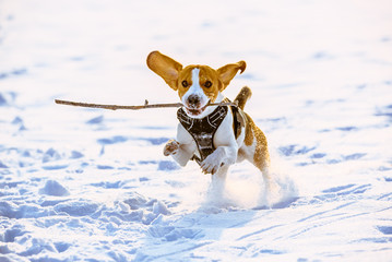 Beagle dog runs with a stick towards camera in a winter sunny day. Canine concept, snowy landscape.