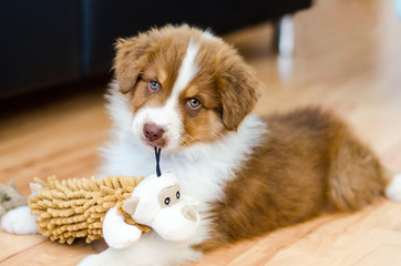Cute puppy of australian shepherd holding a toy  - obrazy, fototapety, plakaty