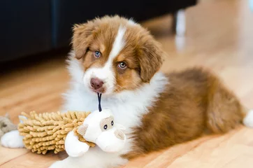 Foto op Plexiglas Cute puppy of australian shepherd holding a toy  © thejokercze
