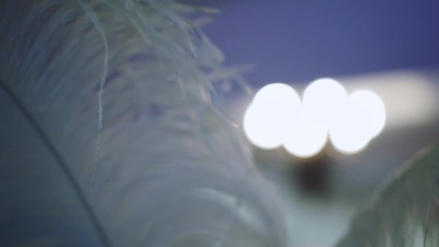 Plume decoration at the party indoors