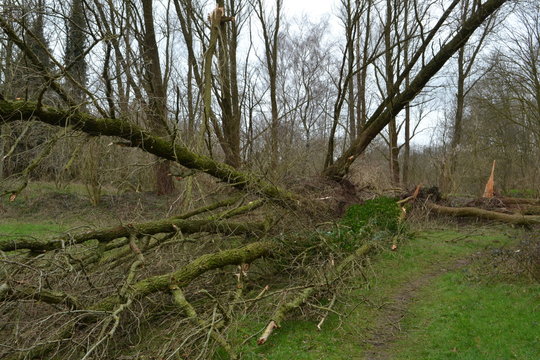door de storm omgewaaide bomen in stadspark in Doetinchem