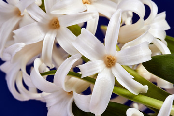 Details of a bouquet of flowers Hyacinth in a pot.