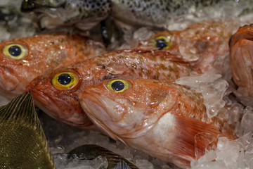 Orange roughy on ice