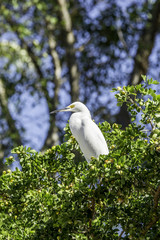 Snowy Egret in a tree in Key West, Florida