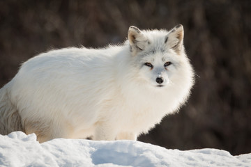 Arctic Fox - Vulpes Lagopus - Resting In The Snow