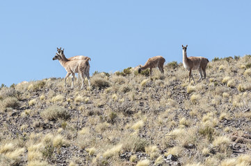 A group of wild vicunas (ancestor of the llama and the alpaca) in the high altiplano of Chile, in the Atacama area