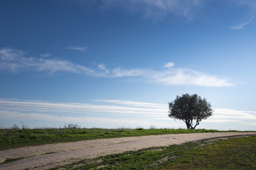 Fototapeta na wymiar path to the tree and blue sky with clouds