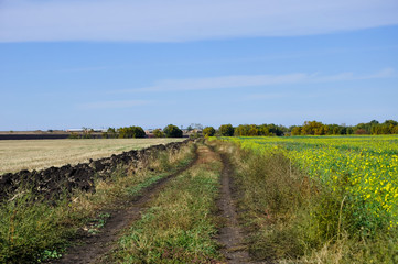 Summer rural dirt road between two fields