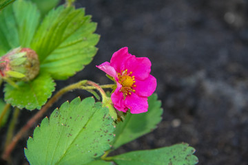 Flowers in the spring garden in May