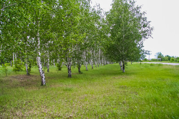 Birch grove at the entrance to Basan