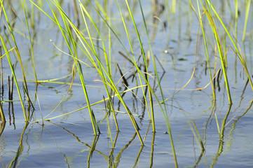 Beautiful serene waving reed in water