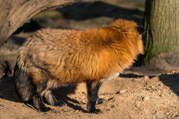 Rotfuchs auf Spurensuche