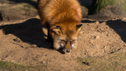 Rotfuchs auf Spurensuche