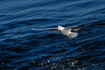 Fototapeta na wymiar Landing seagull