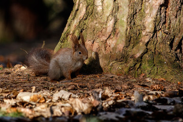 Brown squirrel on the ground
