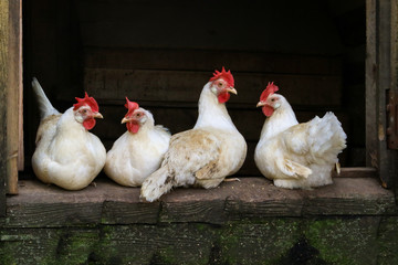 farm chickens