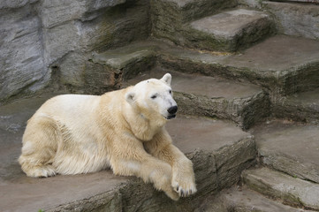 Polar bear