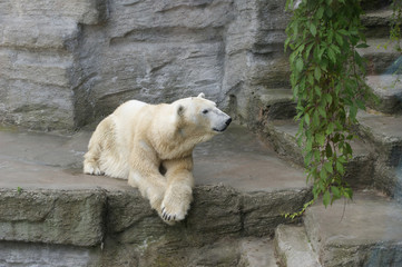 Polar bear