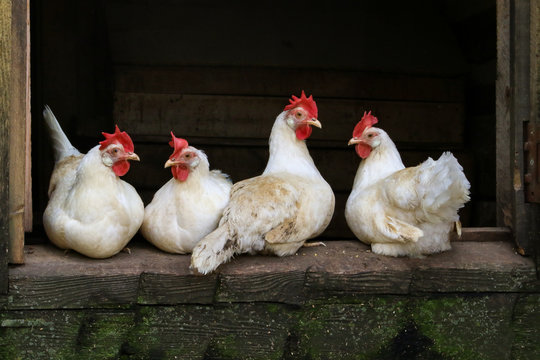 farm chickens