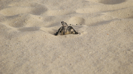Schildkröteten babys