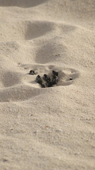 Schildkröte