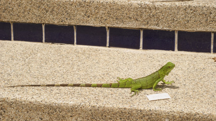 Leguan