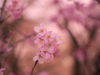 Fototapeta premium cherry