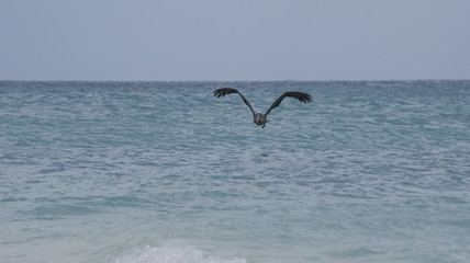 Aruba