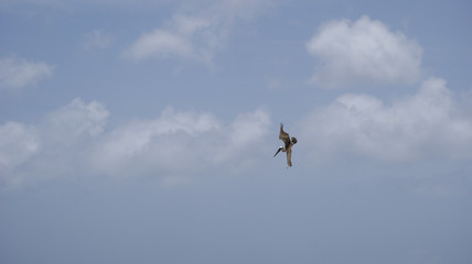 Aruba