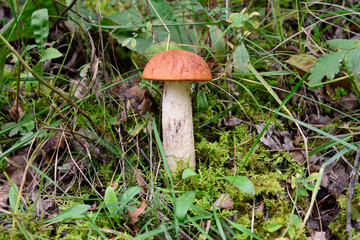 einzelner Pilz mit rotem Hut