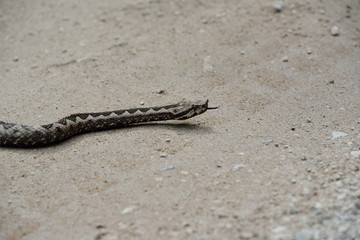 Sandviper 2