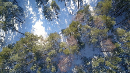 Aerial view of winter frozen forest covered in snow