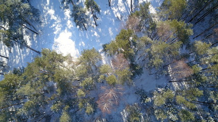 Aerial view of winter frozen forest covered in snow