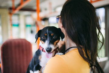 Beautiful young woman standing in city bus with her jack russell terrier. 