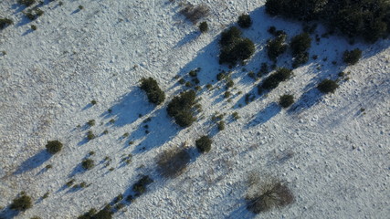 Aerial view of winter frozen forest covered in snow