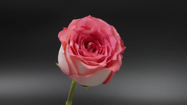 time lapse of single pink rose on dark background
