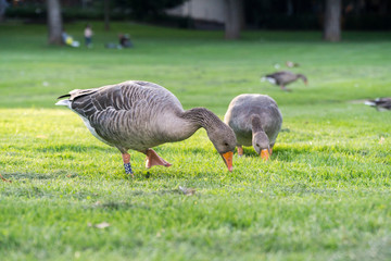 Geese at Sunset © Artemi