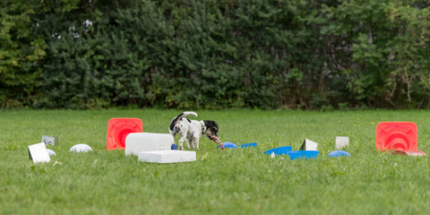 Jack Russell Terrier doggy. Little obedient dog retrieves a toy from a crowd of objects