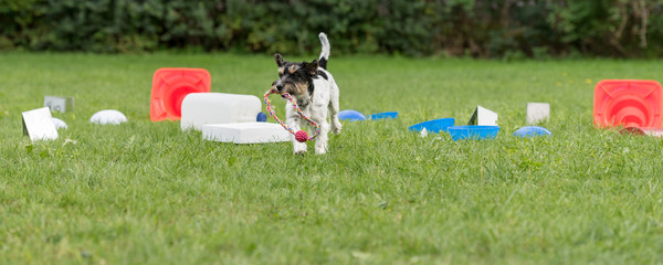 Jack Russell Terrier doggy. Little obedient dog retrieves a toy from a crowd of objects