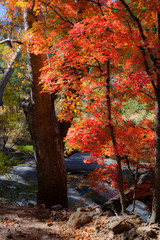 Ramsey Canyon Early Fall