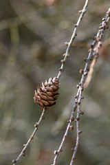 Larch tree twig, larch, spring background.
