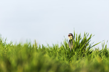 Partridge hiding in the grass
